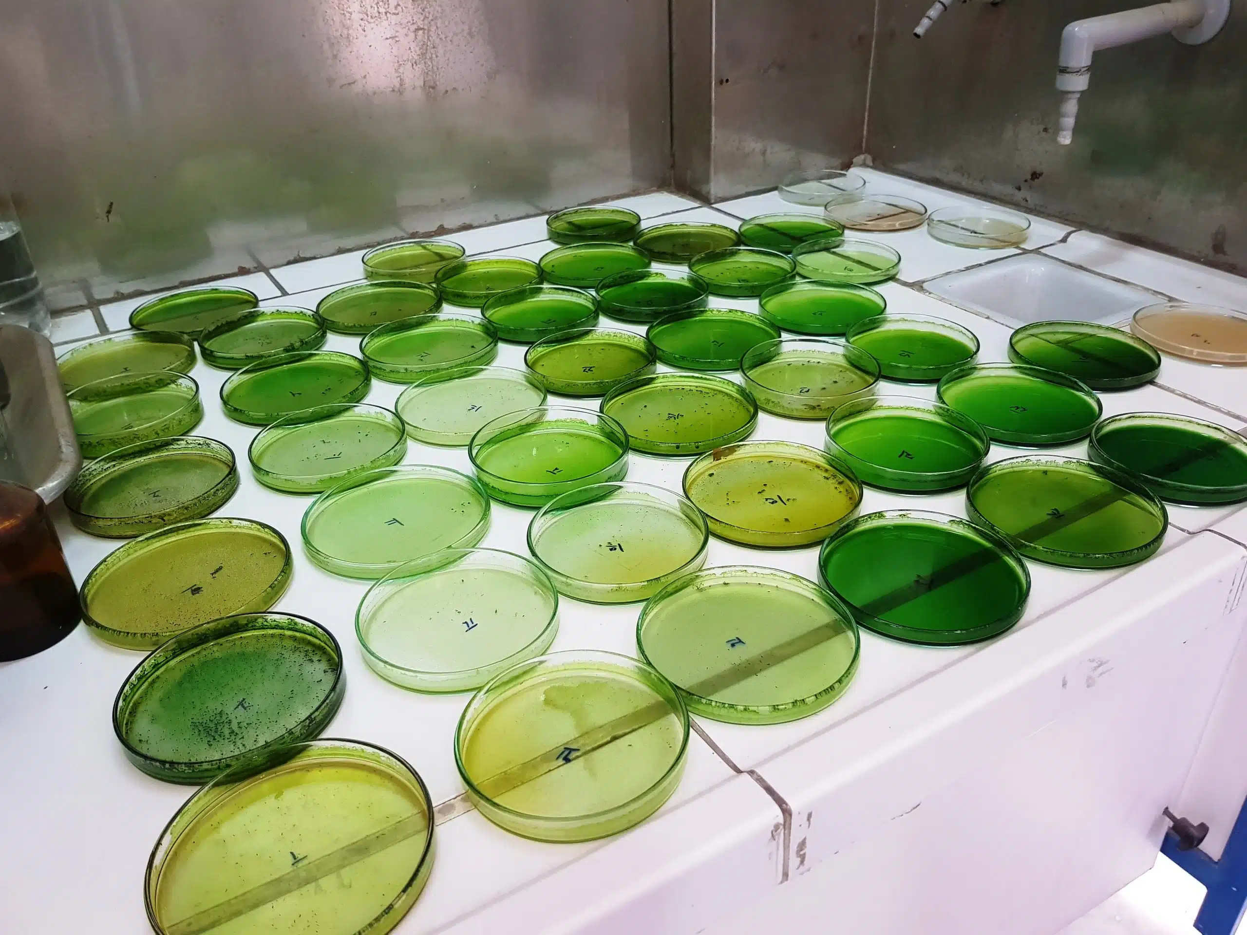 آزمایشگاه علوم گیاهی (4)