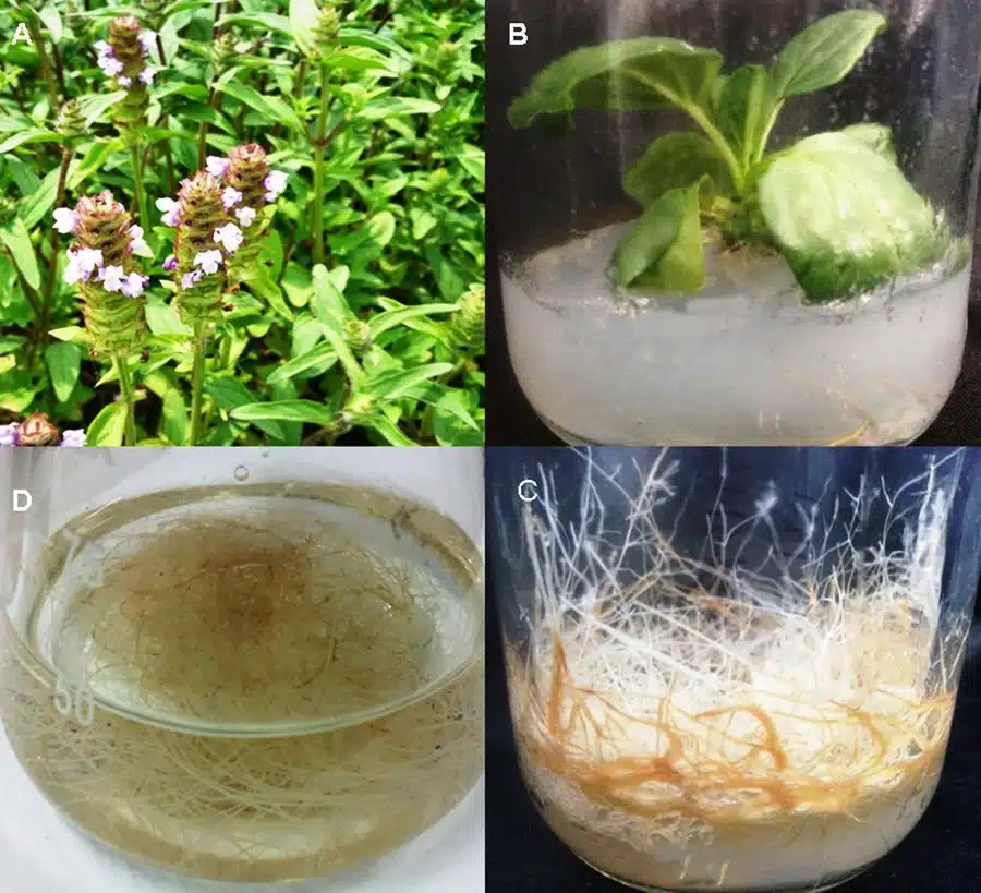 آزمایشگاه علوم گیاهی (5)