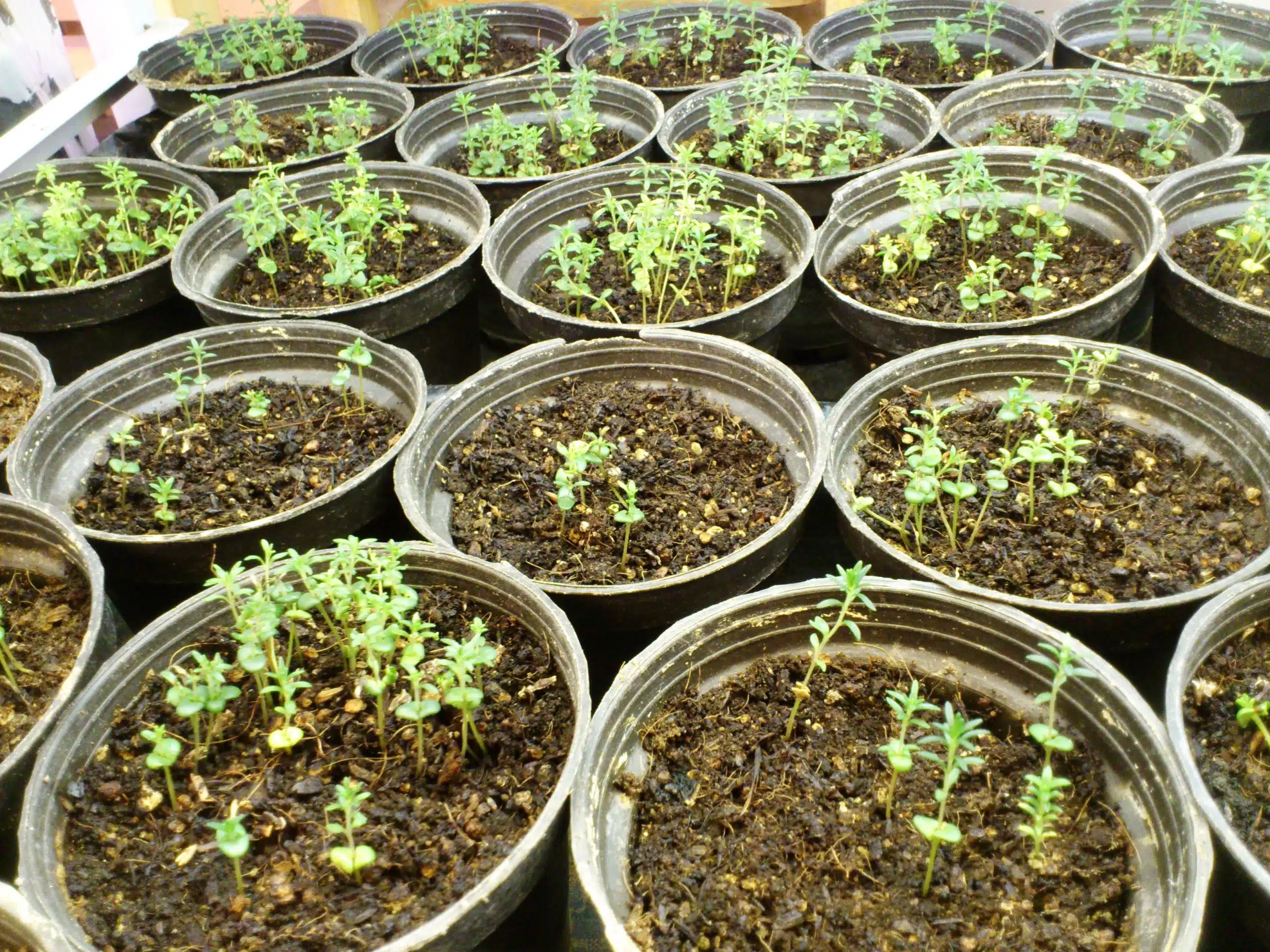 آزمایشگاه علوم گیاهی (6)